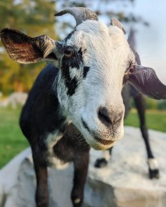 Goat Farming on New Brunswick Canada