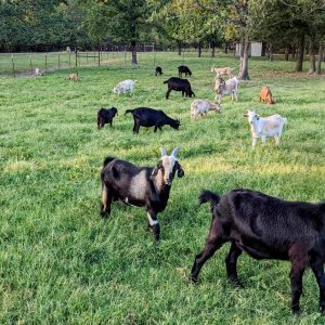 Goat Farming NB Canada